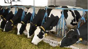 Two-Week Free Dairy Training for SC Students Starting September 15, 2025